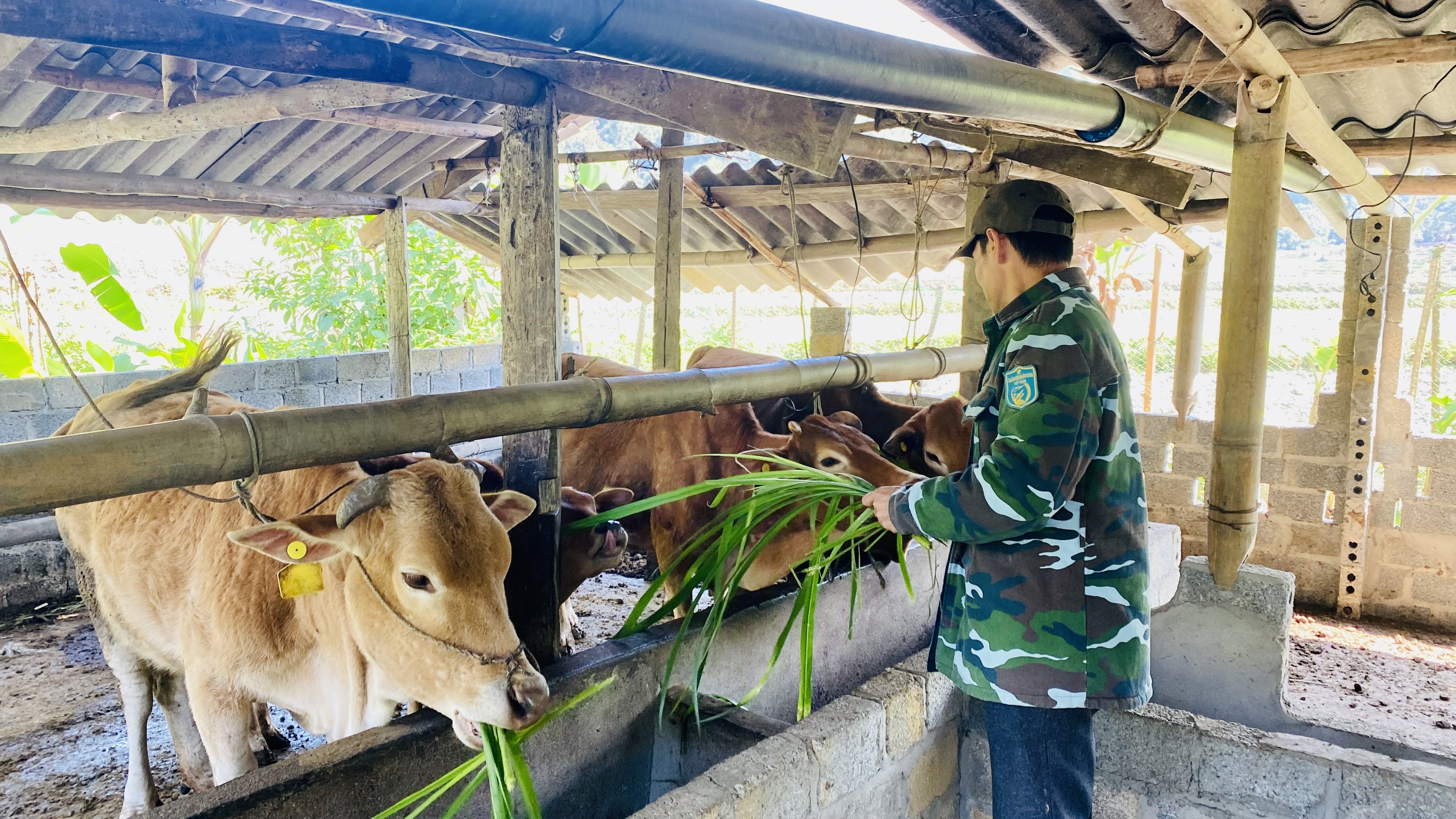 Hiệu quả mô hình hỗ trợ bò sinh sản từ chương trình giảm nghèo tại xã Lạc Nông