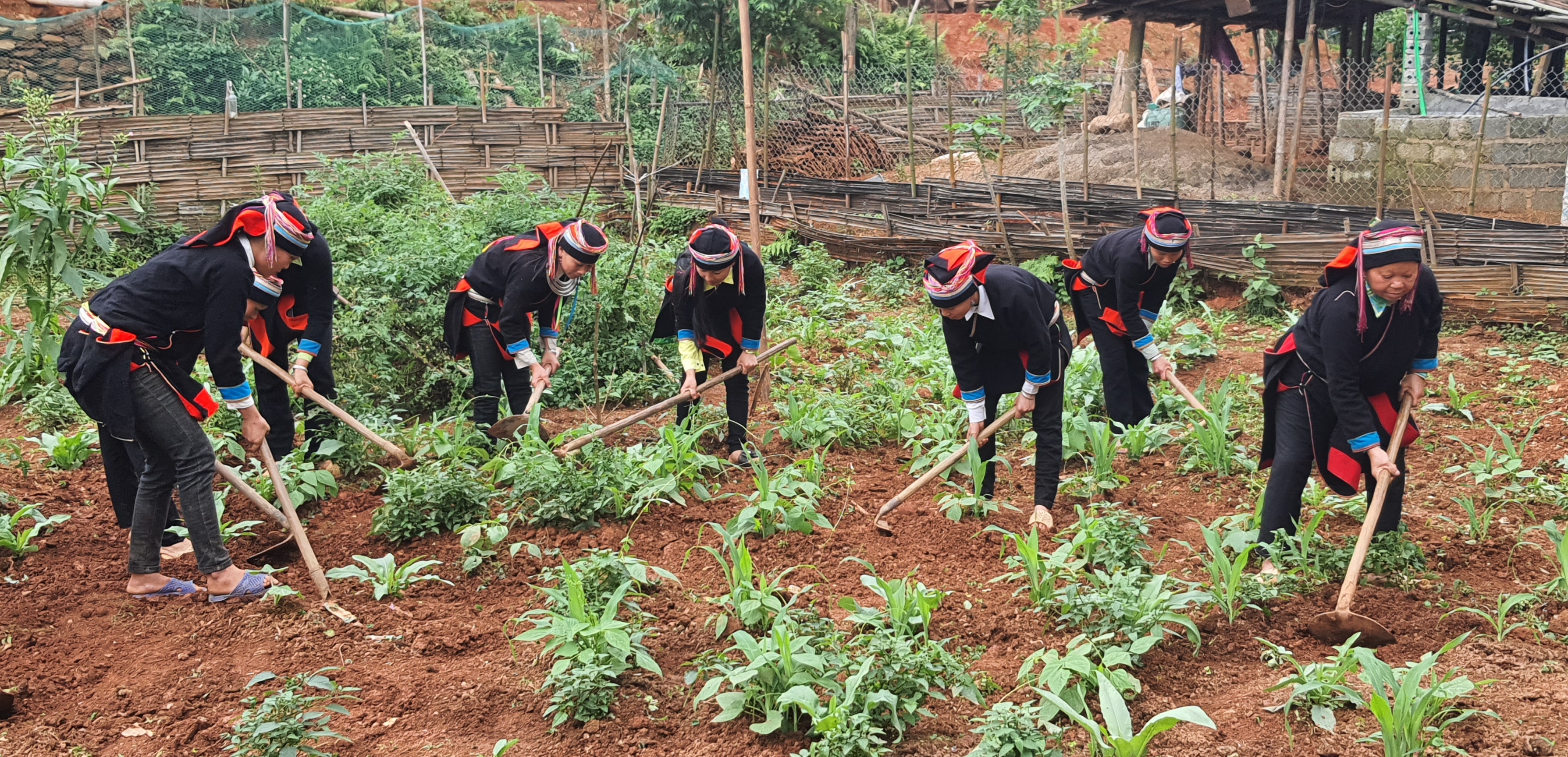 Hội Liên hiệp phụ nữ xã Giáp Trung giúp hội viên cải tạo vườn tạp