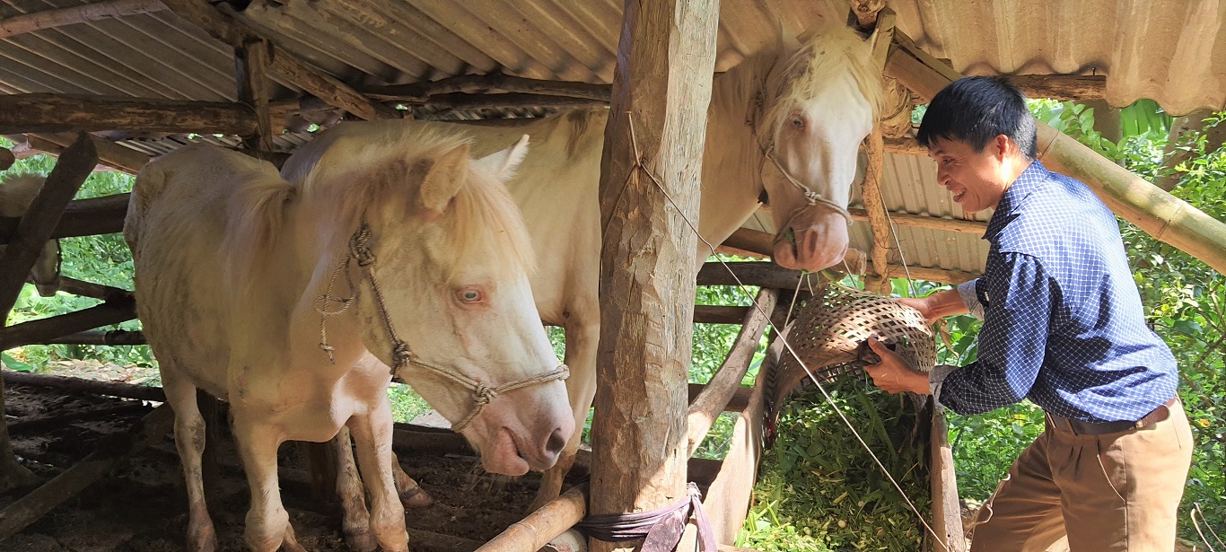 Hiệu quả từ phát triển nuôi Ngựa bạch tại xã Phú Nam