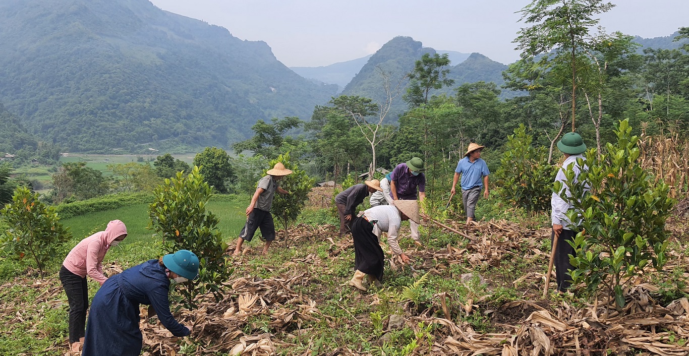 Xã Yên Phong thực hiện tốt chương trình cải tạo vườn tạp