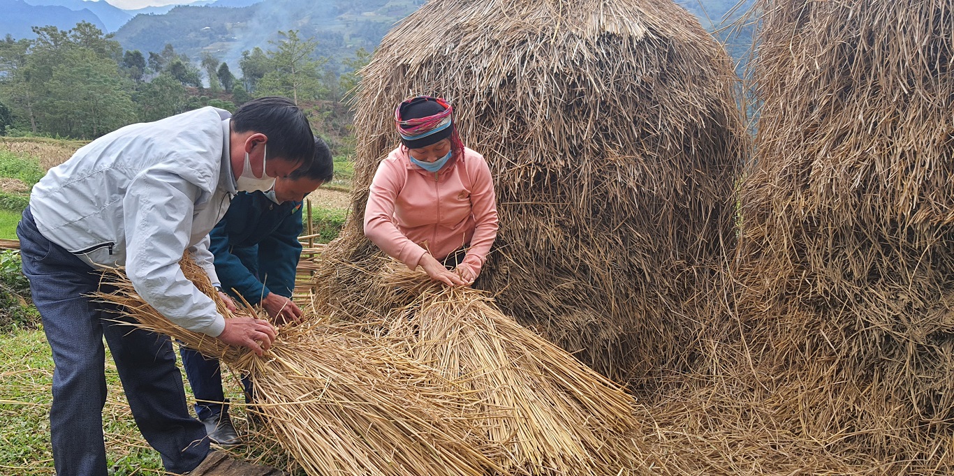 Xã Giáp Trung huyện Bắc Mê chủ động tích trữ rơm dạ làm thức ăn cho gia súc