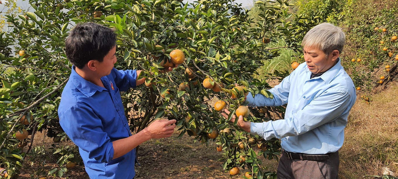 Hiệu quả từ mô hình trồng cam Sành của hội viên nông dân xã Đường Âm