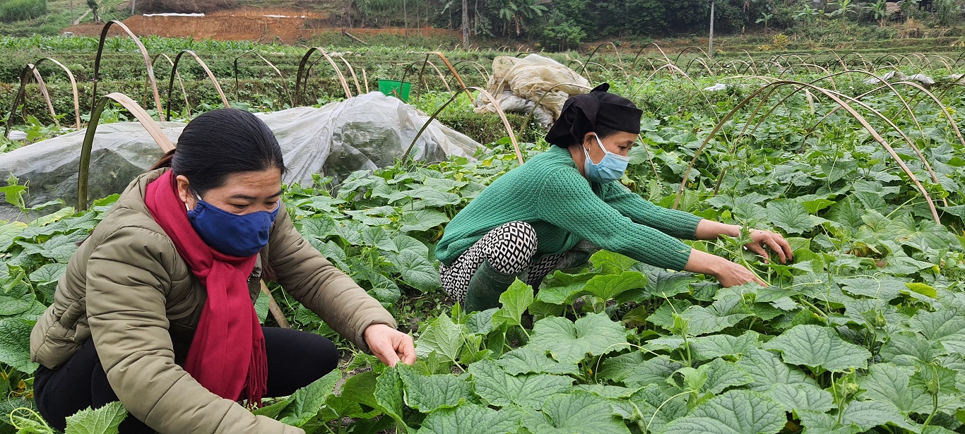 Duy trì phát triển trồng dưa tại thôn Bản Khén xã Lạc Nông