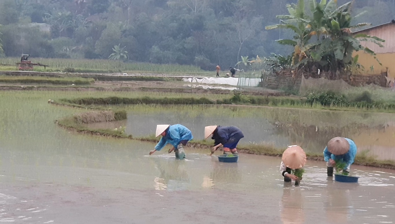 Nông dân xã Yên Định tích cực gieo cấy lúa xuân