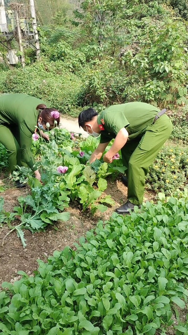 Công an thị trấn Yên Phú, huyện Bắc Mê phát hiện hành vi trồng cây thuốc phiện trái phép