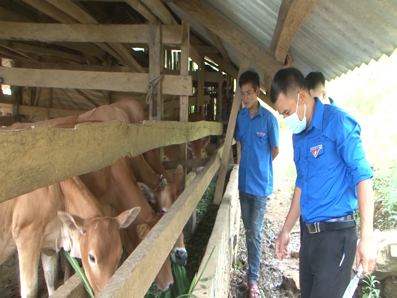 Hiệu quả từ mô hình chăn nuôi bò sinh sản ở xã Giáp Trung