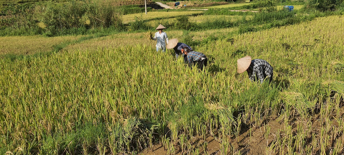 Xã Yên Định tập trung thu hoạch lúa vụ xuân