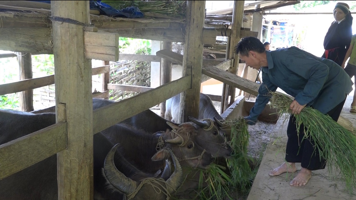 Hiệu quả kinh tế từ chăn nuôi trâu nhốt ở xã Đường Âm