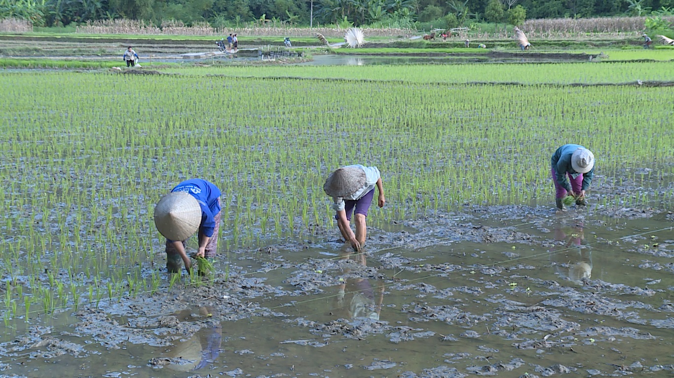 Xã Minh Ngọc hoàn thành gieo cấy lúa vụ mùa