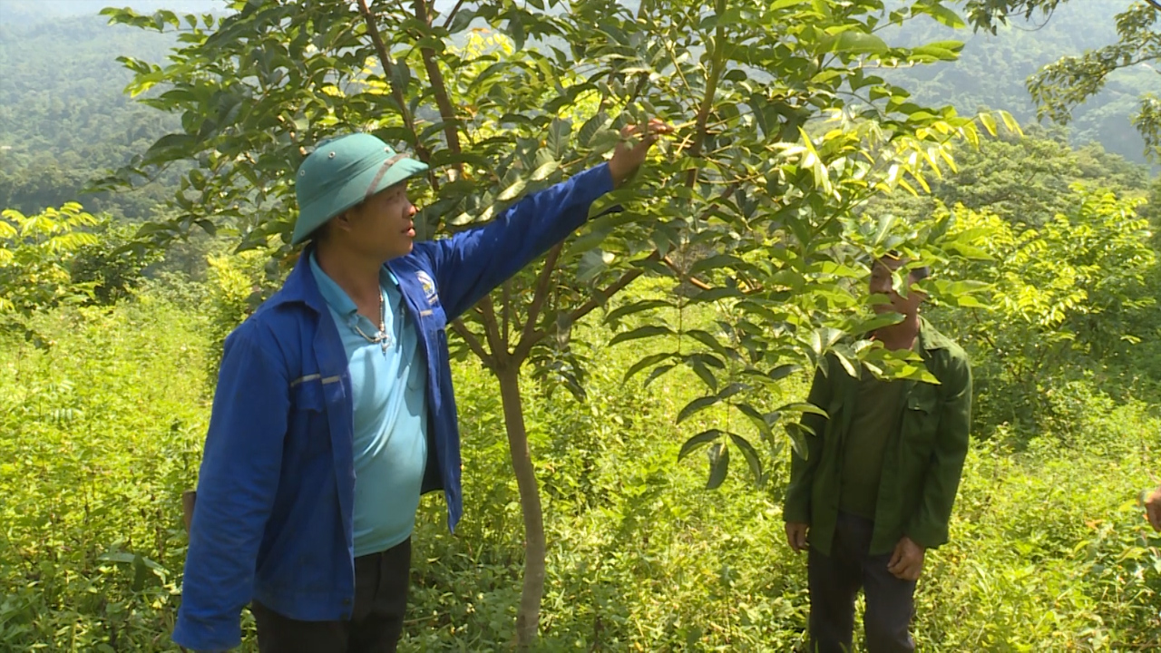 Thành công bước đầu từ trồng cây trám đen ở xã Yên Cường