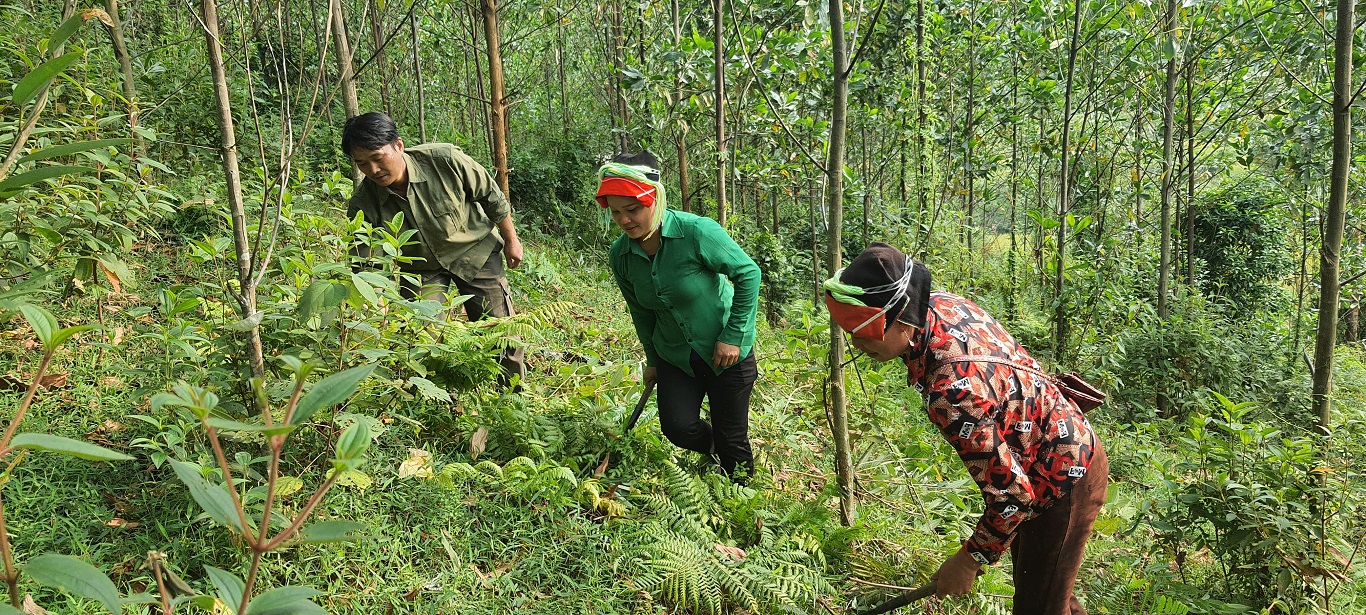 Xã Yên Định đẩy mạnh trồng rừng kinh tế