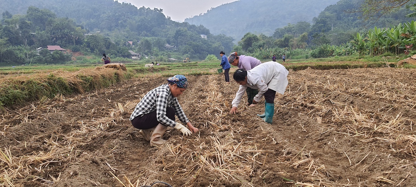 Thị trấn Yên Phú tích cực gieo trồng cây vụ đông