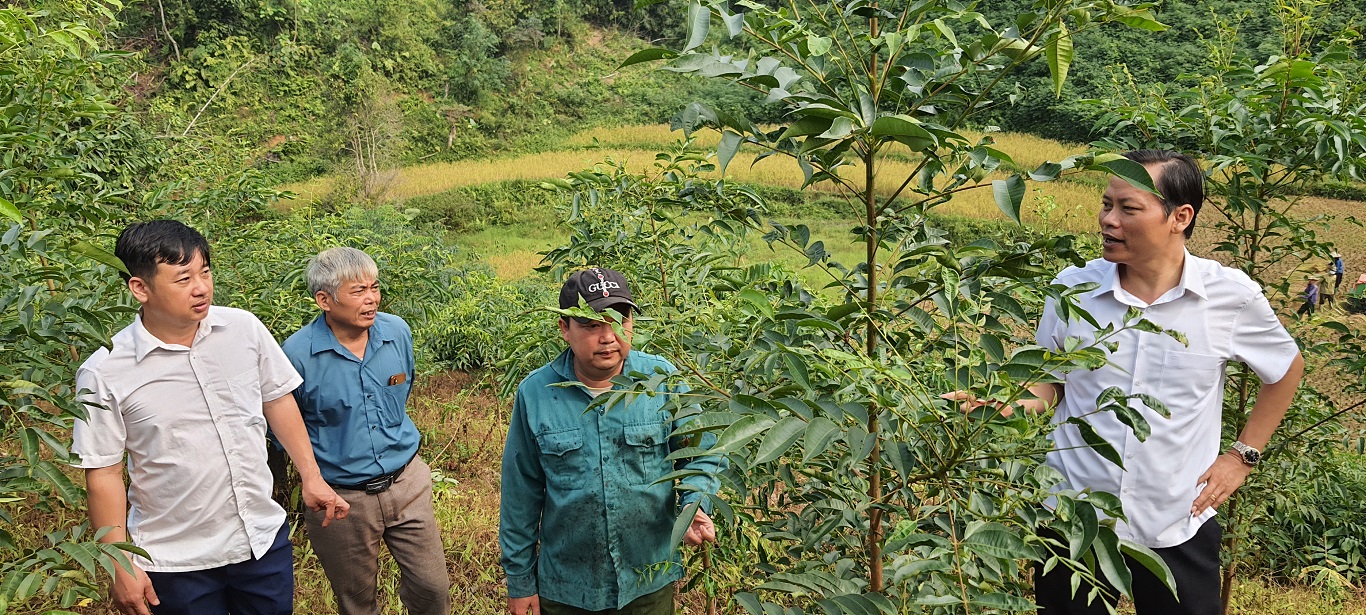 Phát triển trồng cây Sơn ở xã Đường Âm huyện Bắc Mê
