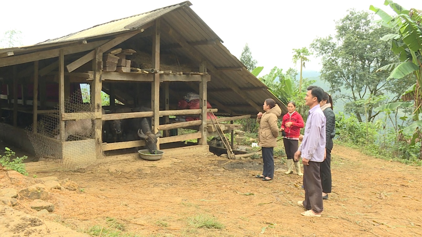 Thị trấn Yên Phú chủ động phòng chống đói rét cho đàn vật nuôi