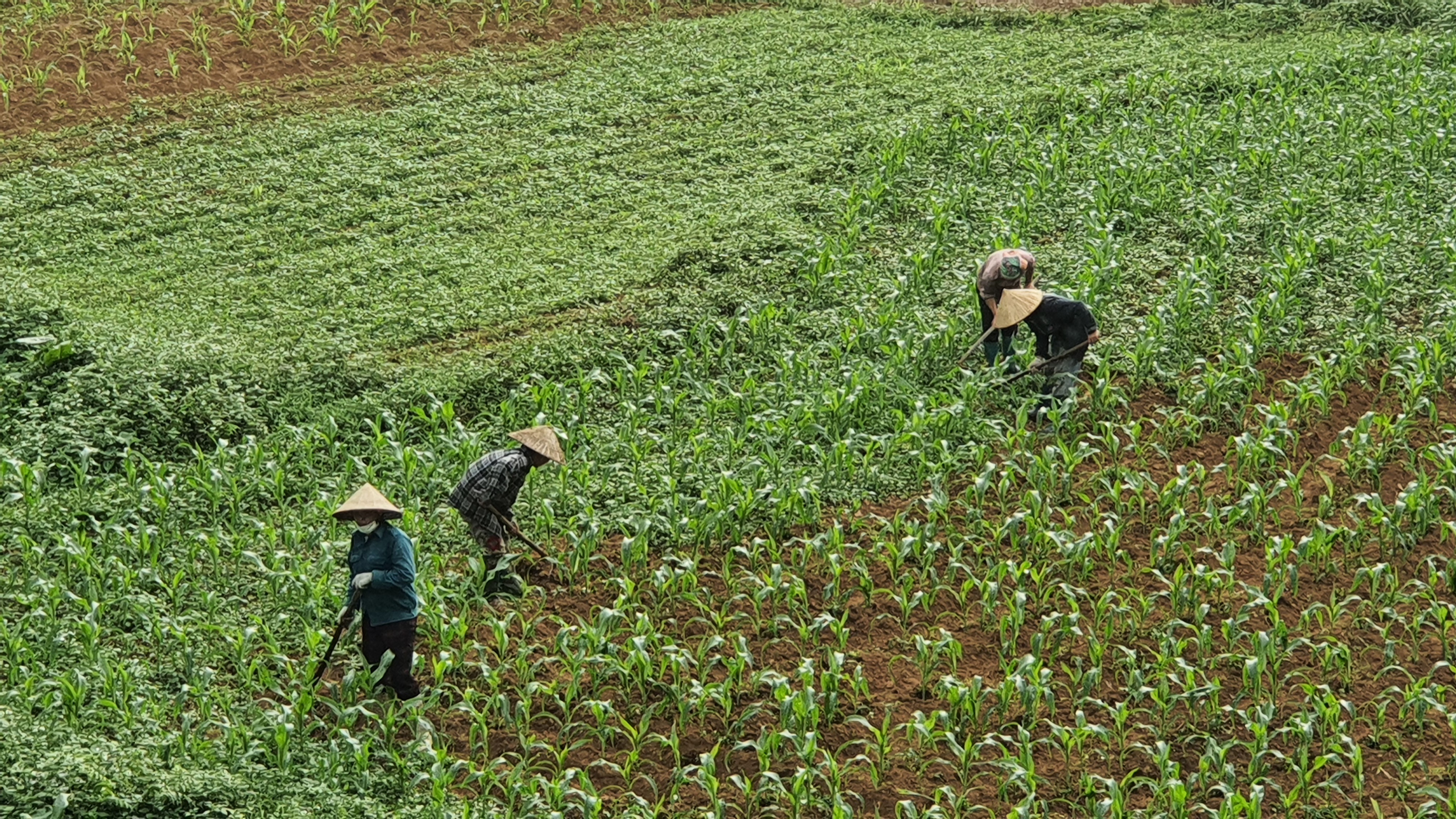 Nông dân xã Yên Định tập trung chăm sóc cây trồng vụ xuân hè