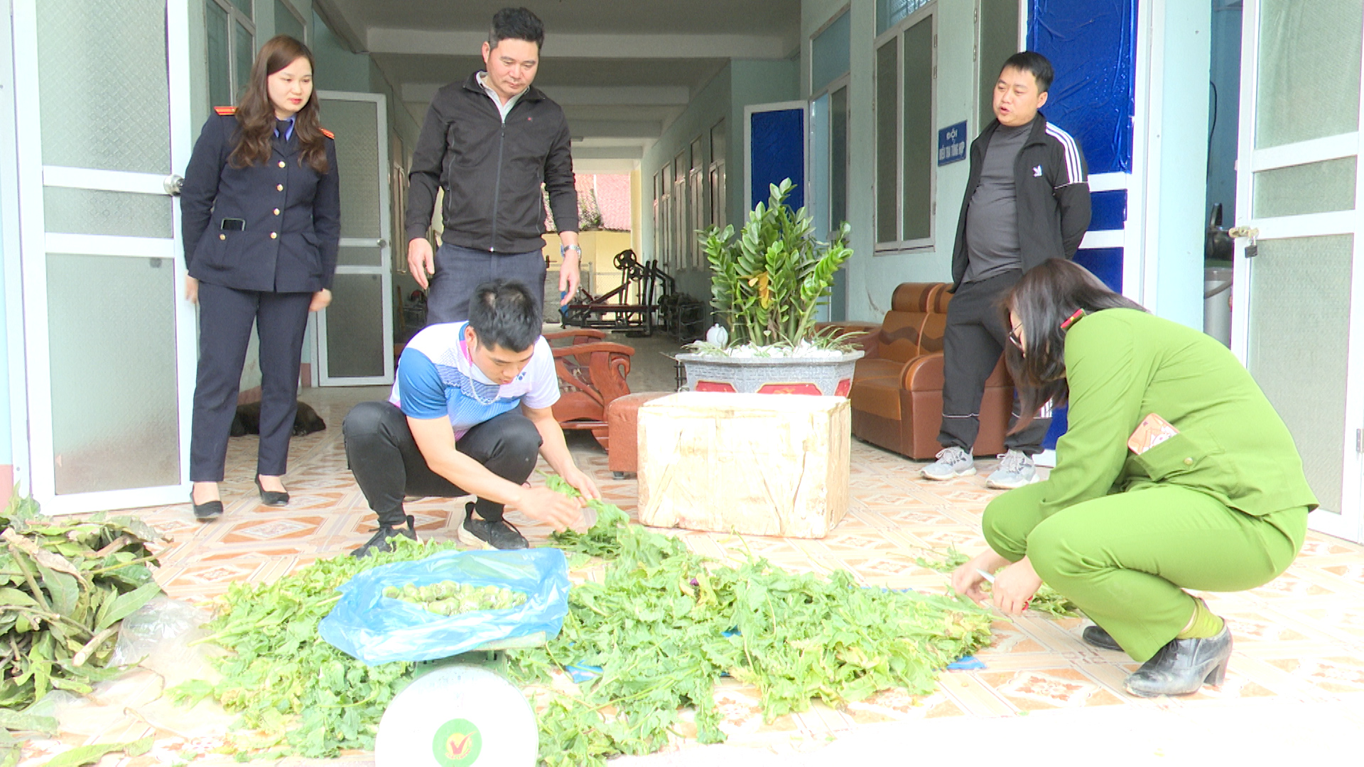 Công an huyện Bắc Mê bắt giữ đối tượng vận chuyển trái phép cây thuốc phiện