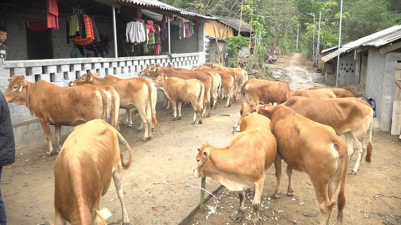 Hỗ trợ bò sinh sản cho hộ nghèo phát triển sản xuất tại xã Yên Định