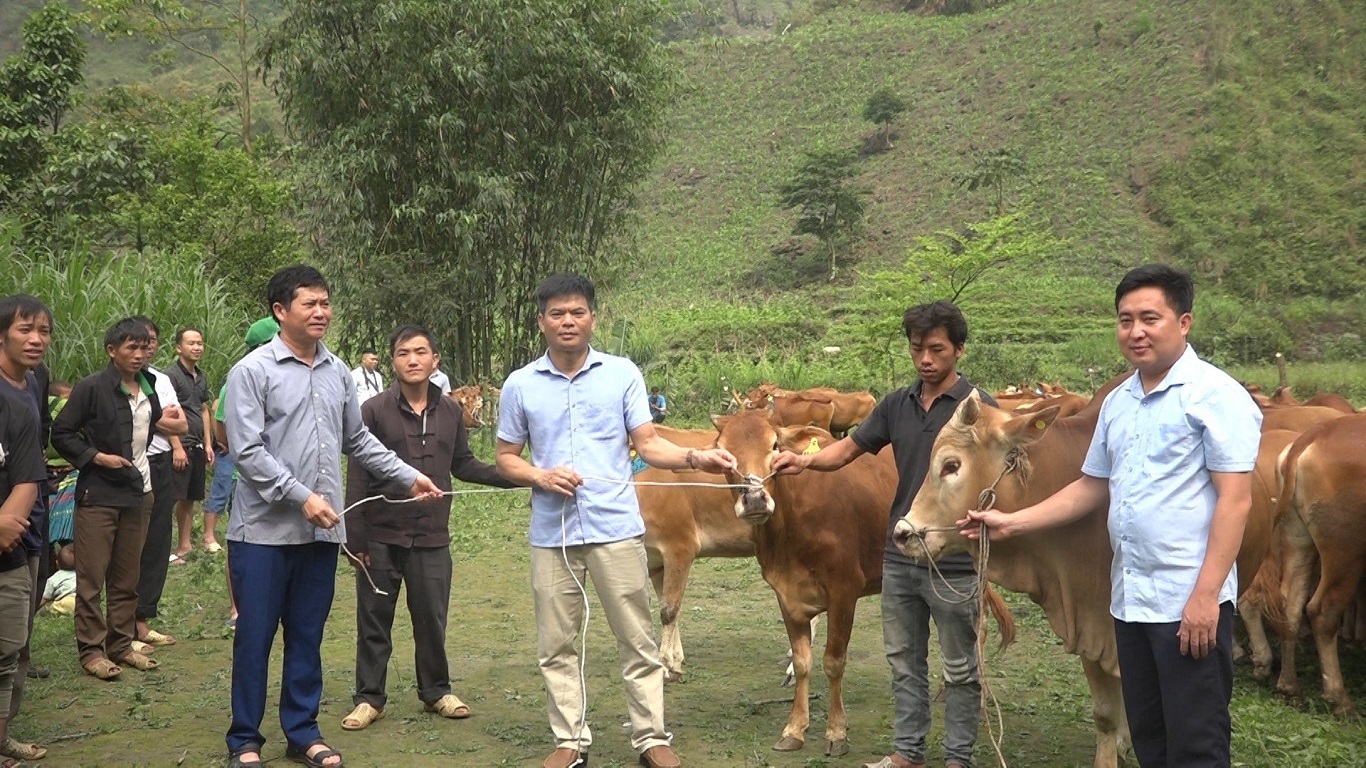 Hỗ trợ bò sinh sản cho hộ nghèo phát triển sản xuất tại xã Minh Sơn