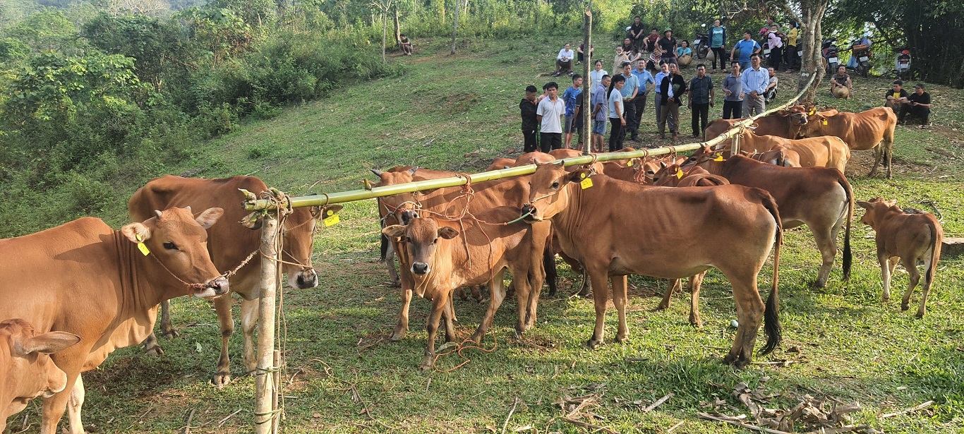 Thị trấn Yên Phú huyện Bắc Mê trao bò cho hộ nghèo cận nghèo