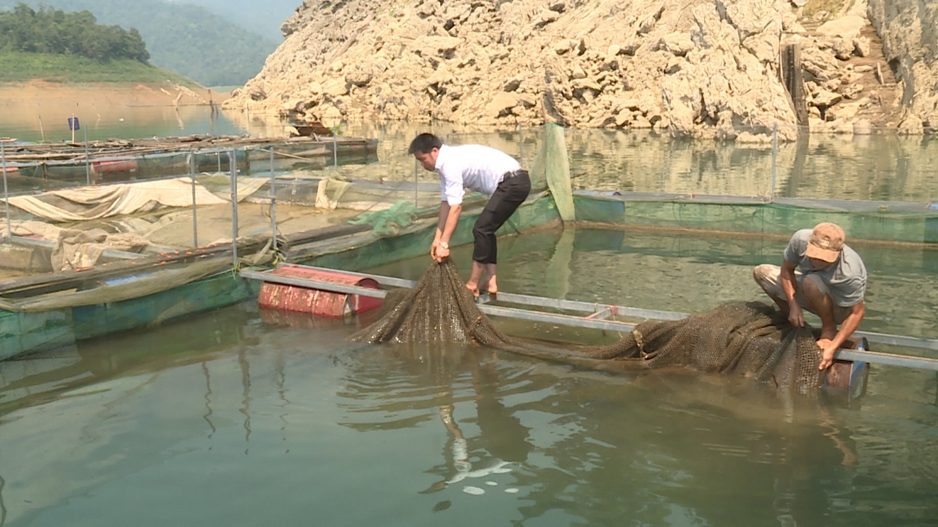 Phát triển mô hình nuôi cá lồng đem hiệu quả kinh tế ở xã Thượng Tân