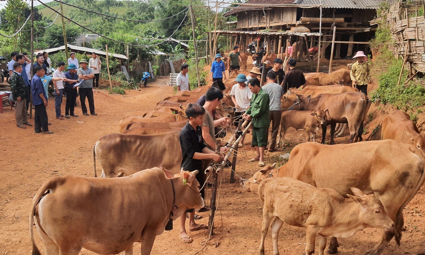 Xã Giáp Trung huyện Bắc Mê trao bò cho hộ nghèo, hộ cận nghèo